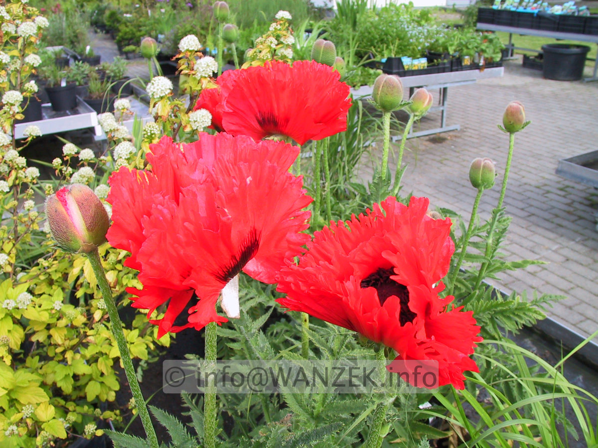 Papaver orientale Tuerkenlouis 02.JPG